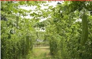 IMG-20241111-WA0701