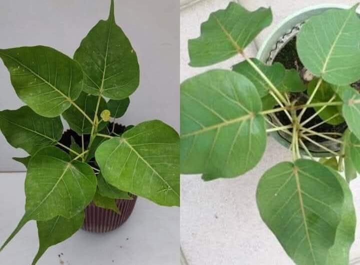 FB_IMG_1733808018929