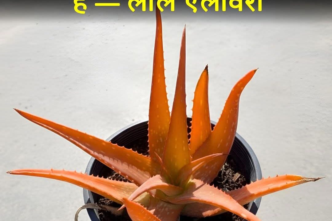 FB_IMG_1770037920475