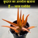 FB_IMG_1770037920475