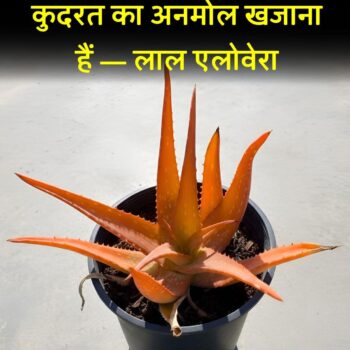 FB_IMG_1770037920475