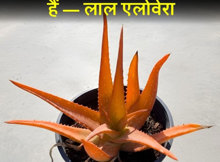 FB_IMG_1770037920475